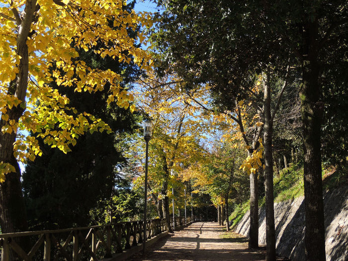 DSCN1765 - SFARSIT DE TOAMNA