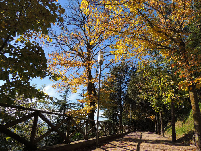 DSCN1769 - SFARSIT DE TOAMNA