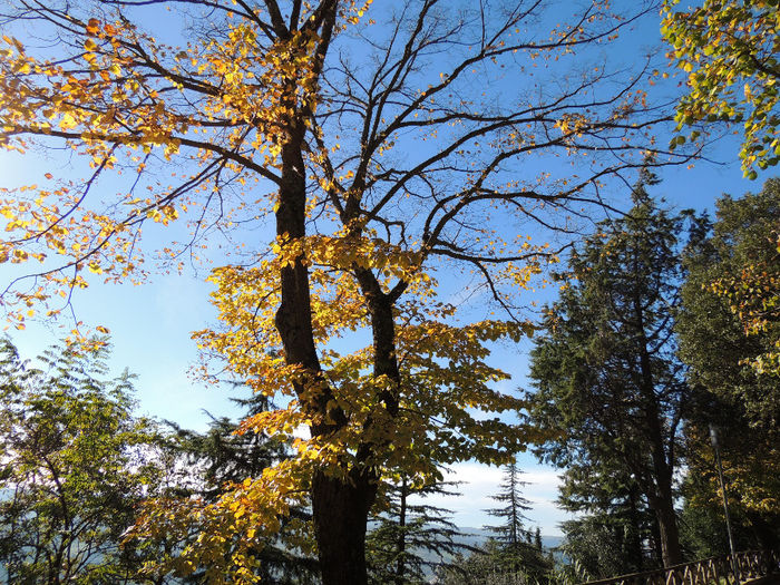 DSCN1770 - SFARSIT DE TOAMNA