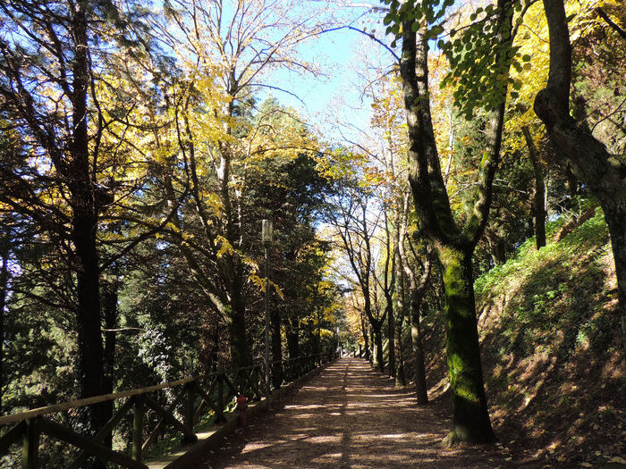 DSCN1771 - SFARSIT DE TOAMNA