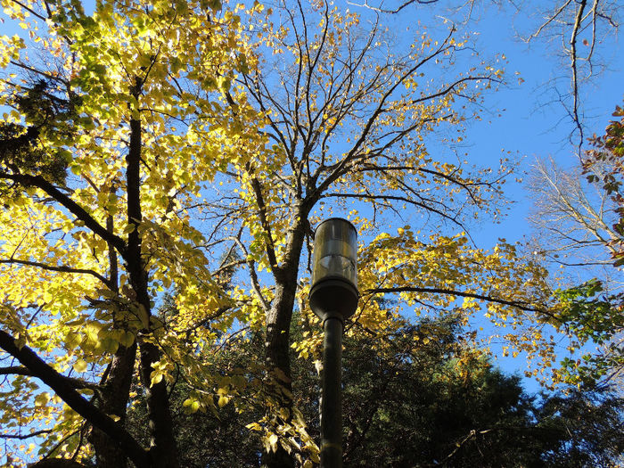 DSCN1772 - SFARSIT DE TOAMNA