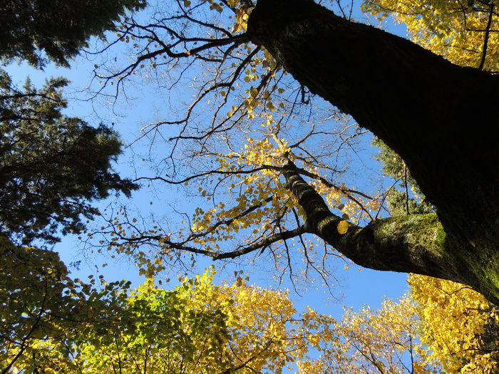 DSCN1774 - SFARSIT DE TOAMNA