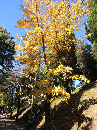 DSCN1775 - SFARSIT DE TOAMNA