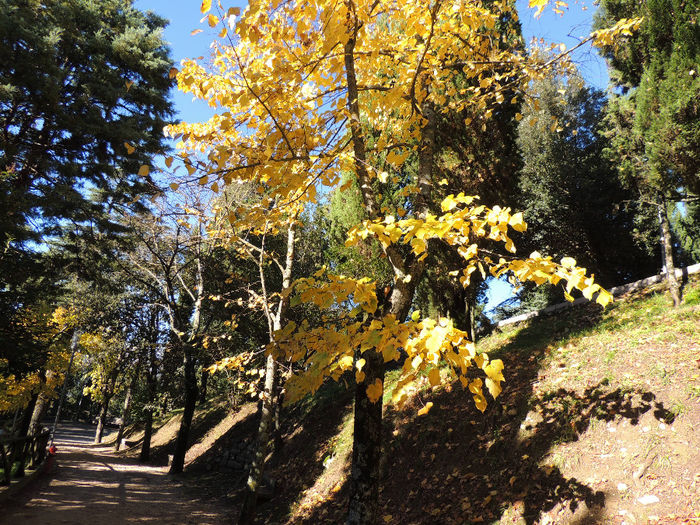 DSCN1776 - SFARSIT DE TOAMNA