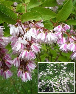 deutzia scraba plena