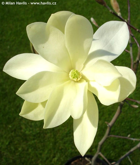 magnolia gold star