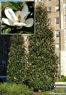 magnolia grandiflora alta