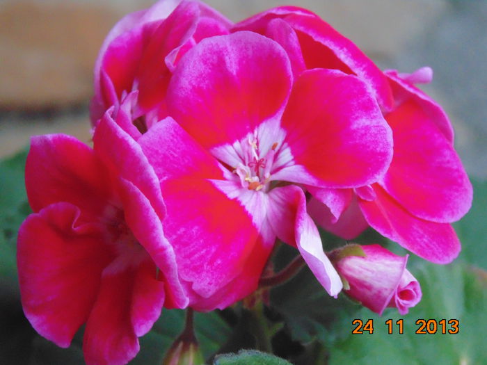 DSC00451