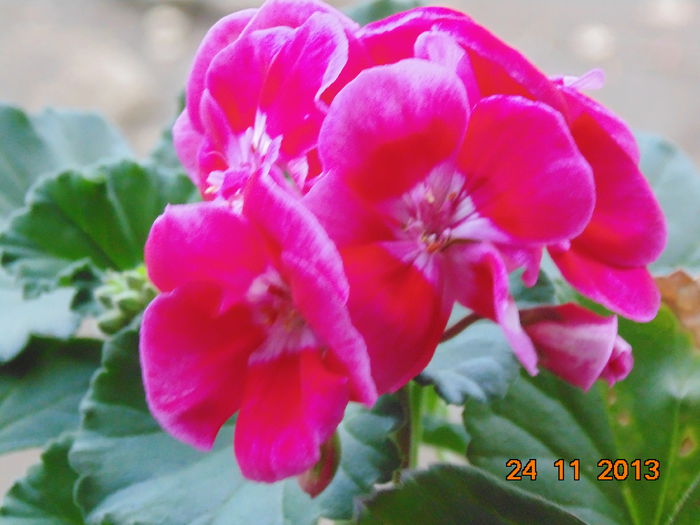 DSC00450