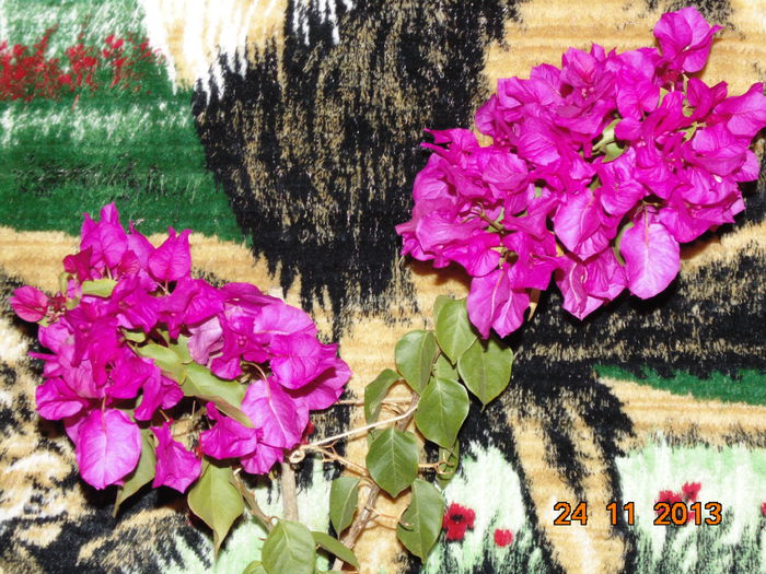 DSC00403