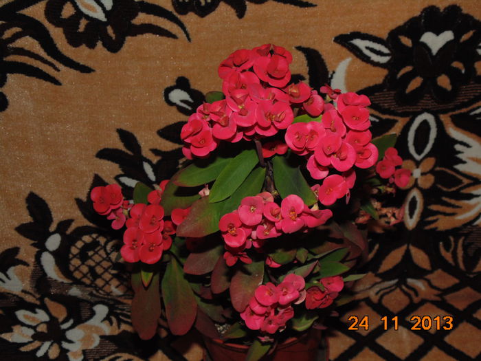 DSC00415