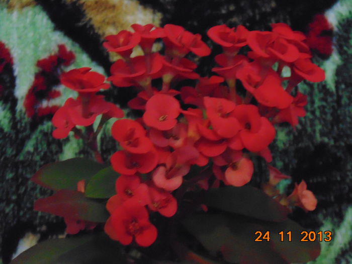 DSC00410
