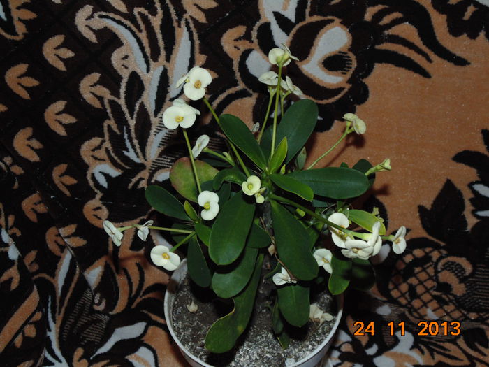 DSC00417