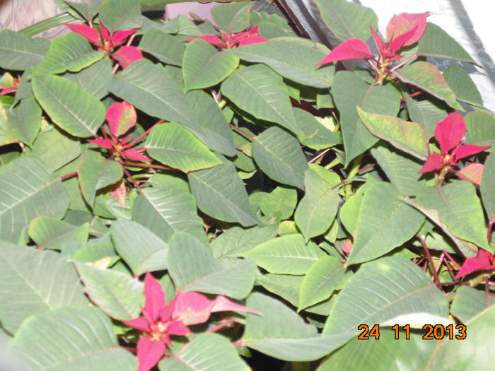DSC00478