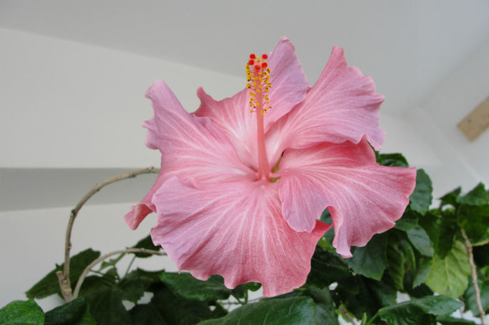 Hibiscus Robyn Ann