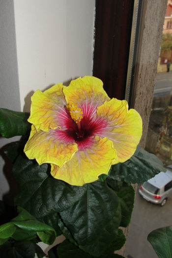Hibiscus Jolanda Gommer