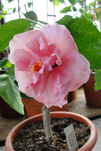 hibiscus The Magician