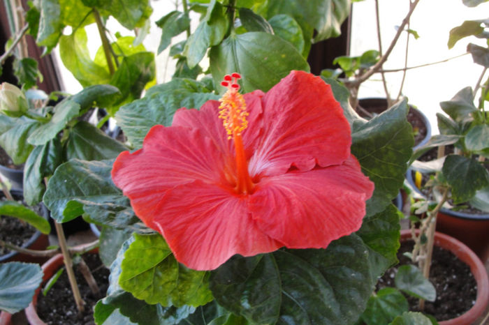 hibiscus Moorea Merahi Ura