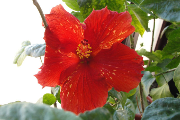 hibiscus Chads