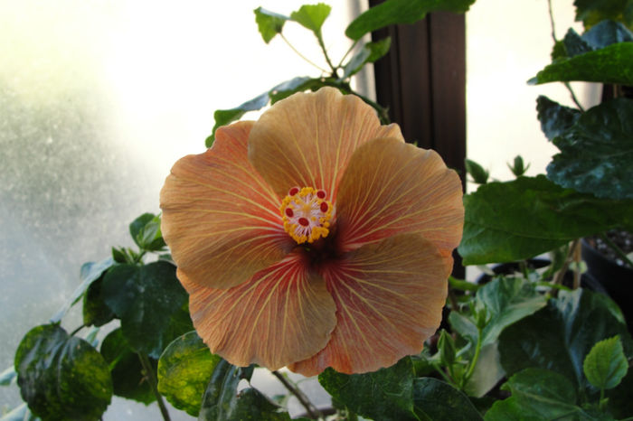 hibiscus Chocolate Delight