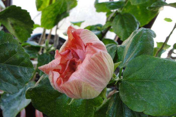 hibiscus Sweet Pink