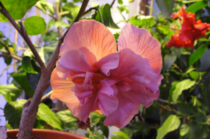 hibiscus The Magician