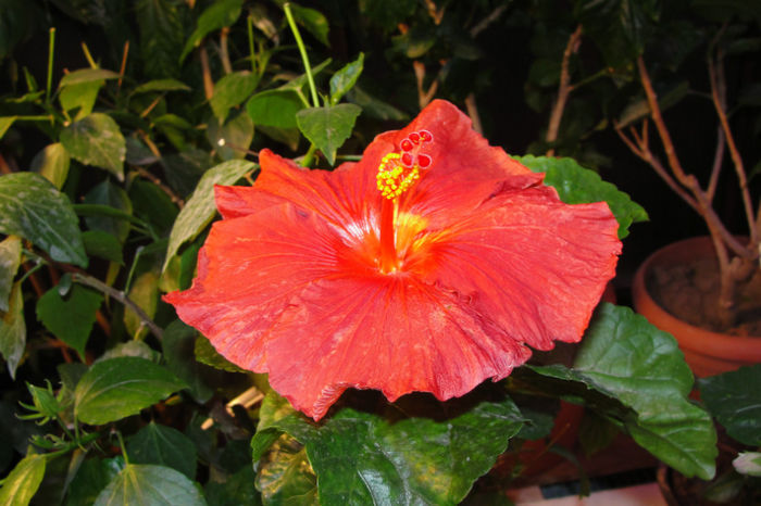 hibiscus Moorea Merahi Ura - Hibiscus  deosebiti