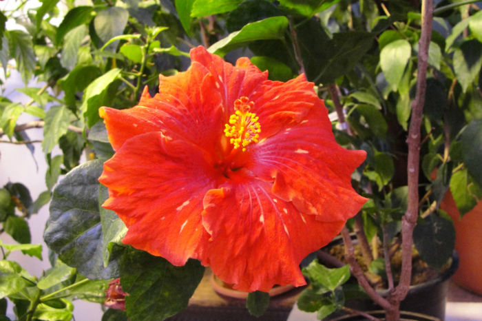 hibiscus Chads