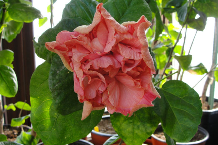 hibiscus Sweet Pink