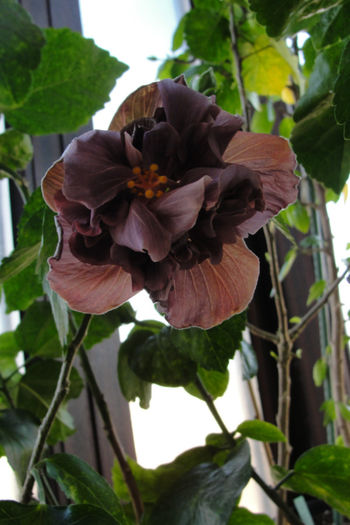 hibiscus Blue Bell