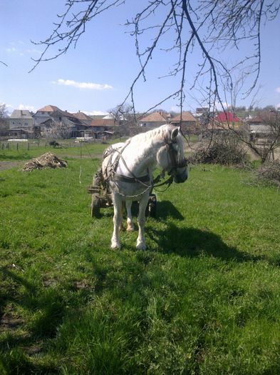 170420131108; doina dupa ce a fost achizitionata
