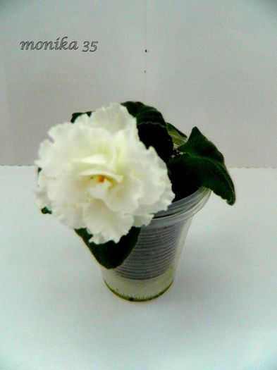 noiembrie 2013 - RS BALERINA-PIERDUT