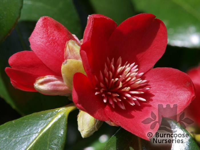 camellia_anemoneflora_681~1