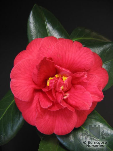 Camellia_Blackburniana