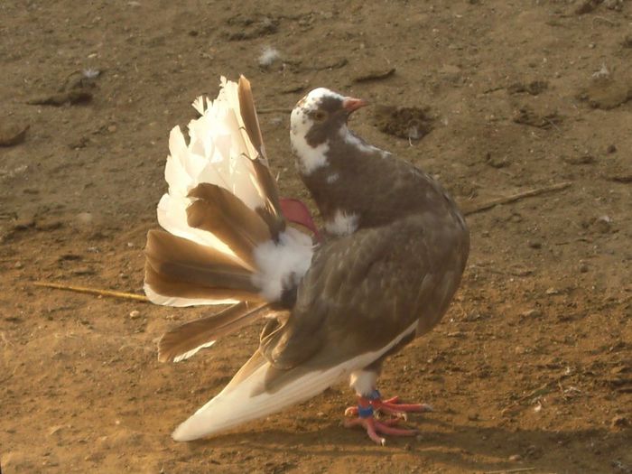CIMG8545 - porumbei mei