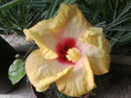 89274308_UOSBSDD3