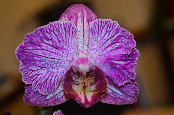 DSC_0257 - Phalaenopsis1