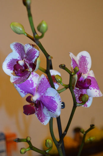 DSC_0269 - Phalaenopsis1