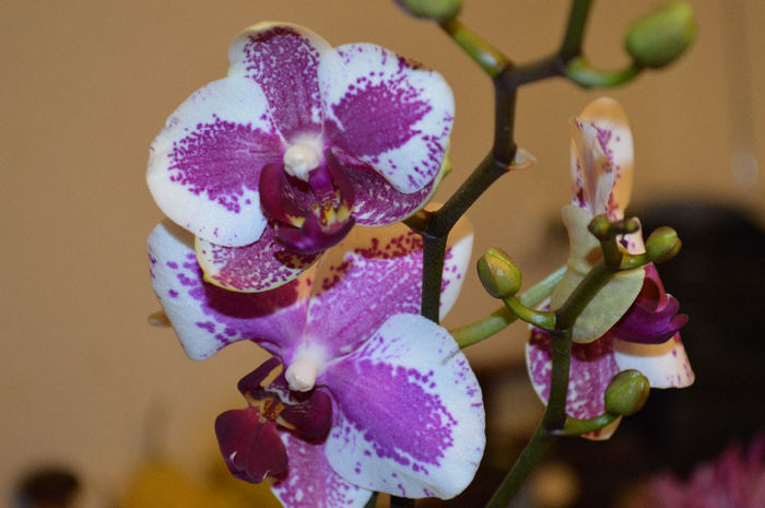 DSC_0270 - Phalaenopsis1