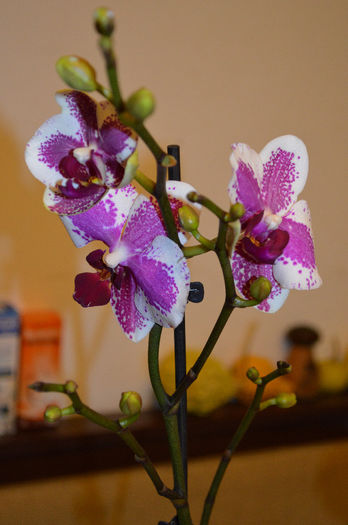 DSC_0271 - Phalaenopsis1