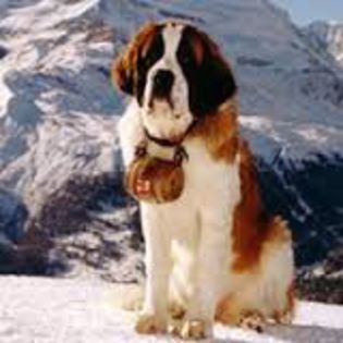 download (12) - saint bernard