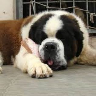 download (15) - saint bernard