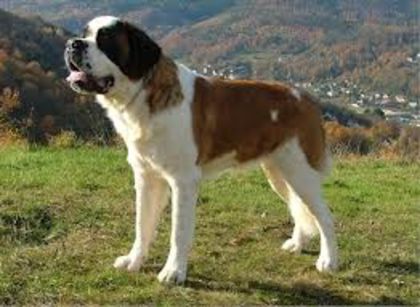 download (13) - saint bernard