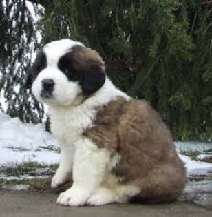 download (14) - saint bernard