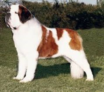 download (17) - saint bernard