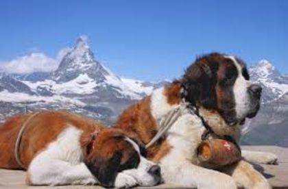 images (23) - saint bernard