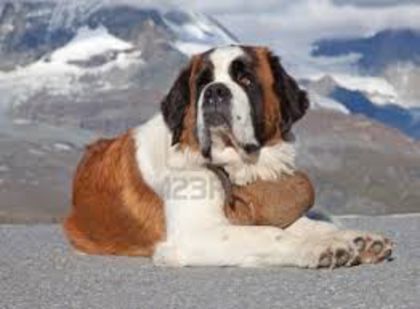 images (24) - saint bernard