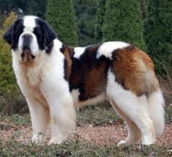 images (26) - saint bernard