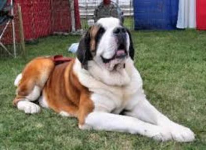 images (27) - saint bernard