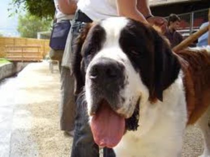 images (28) - saint bernard